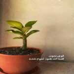 دانلود آهنگ دلم می خواد که برگردی بگی بی تو دیگه طاقت نمیارم محمد لطفی