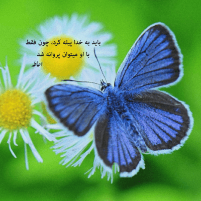 دانلود آهنگ تو برقصی و همه شهر و به ناچار برقصن