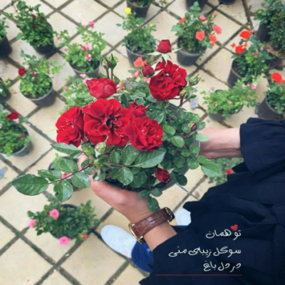 دانلود آهنگ منو ببخش  اگه برات  اونی که خواستی نشدم