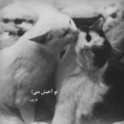دانلود آهنگ مرد منه درمون درد منه