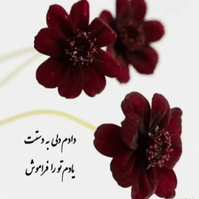 دانلود آهنگ تو انگار تو نبردی ببین چه گردو خاکی کردی  عشقه تو عینه درده