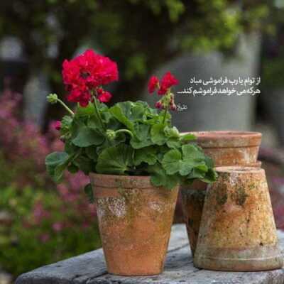 دانلود آهنگ این گل مال منه دست به شاخه هاش نزنید این گل مال منه 