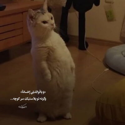 دانلود آهنگ لیلی لیلی لیلی گیان لیلیم دواله لیلا بویچکلی ناراز هاوسای خومانه