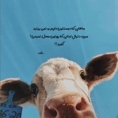 دانلود آهنگ آخی تو میباری چو گل باران  به جام نیلوفر مرداب