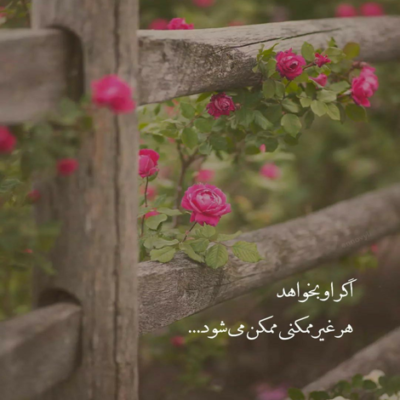 دانلود آهنگ گلهای شمعدانی همه شکل تو هستند
