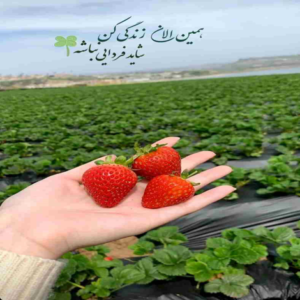 دانلود آهنگ از عطر عشق و آشتی لبریز با ابر و آب و آسمان جاری احسان خواجه امیری