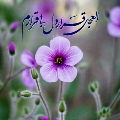 دانلود آهنگ به خونه برگردیم خونه آغوش حسینه مگه نه به خونه برگردیم خونه بین الحرمینه مگه نه