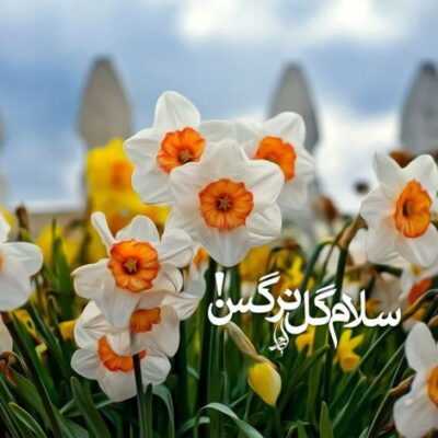 دانلود آهنگ به کتیبه ها که دست میکشم به ضریح میرسه دستم حسین قو علی خدمتک جوارحی