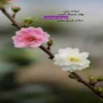 دانلود آهنگ هوا بدون عطر تو برای من نفس گیره ببین این عشق دریایی بابک جهانبخش