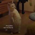 دانلود آهنگ تو شدی ماله خودم ماهم شبا به عشق تو بیدارم میلاد عیوضی
