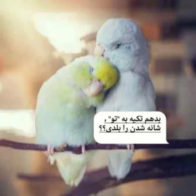 دانلود آهنگ هم خدا میخواهد و هم من توام راضی پس بیا کاری بکن هوش مصنوعی