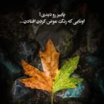 دانلود آهنگ دل ما را که بردی حلالت شود وحید نورایی دانلود آهنگ دل ما را که بردی حلالت شود وحید نورایی