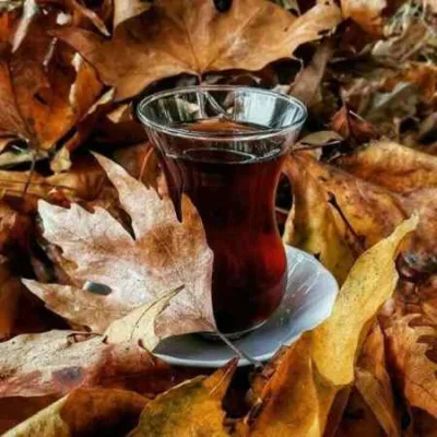 دانلود آهنگ  فقط تویی باب دلمو راغب
