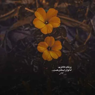 دانلود آهنگ  دریده‌ چش ‌سفید چرچیل‌ مونه جلال باقری