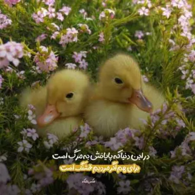 دانلود آهنگ برو به سلامت عزیزم میدونی که بی تو مریضم احسان حیدری دانلود آهنگ برو به سلامت عزیزم میدونی که بی تو مریضم احسان حیدری