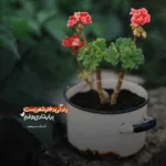 دانلود آهنگ منم لر تبار شوتی سوارم فربد رحیمی