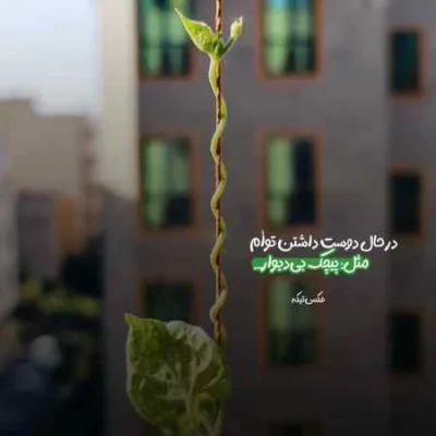 دانلود آهنگ یارم یارم یارم سی تیلت غمبارم هوش مصنوعی