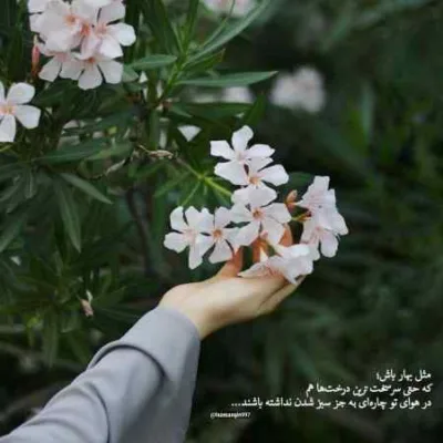دانلود آهنگ  بله رو بگو ای یار عاشقت شدم ای وای