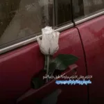 دانلود آهنگ بسوزه بو عاشقی جونمه گرو لو قاشقی نصرالله دهدشتی دانلود آهنگ بسوزه بو عاشقی جونمه گرو لو قاشقی نصرالله دهدشتی