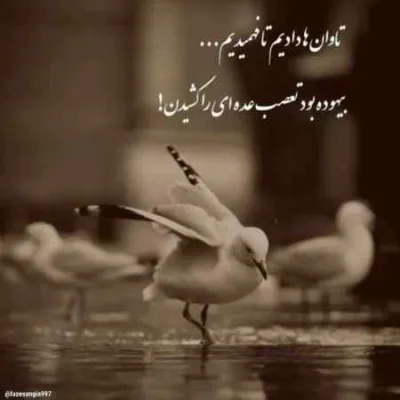 دانلود آهنگ گل تو خو دنیای مونی معنی شعرای مونی لری