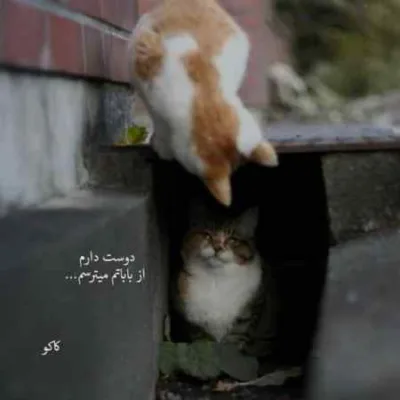 دانلود آهنگ حالا که میخوای بری نمیخواد بهم بگی دانلود آهنگ حالا که میخوای بری نمیخواد بهم بگی