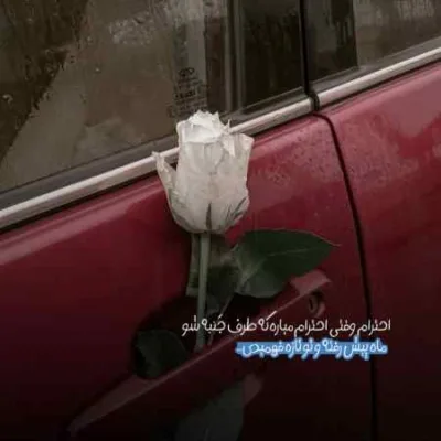 دانلود آهنگ  شقایق نبودی به پات جون بذارم تو نازم نبودی