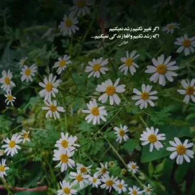 دانلود آهنگ گیسو افشان رفتی و شهری شد پریشان مهراج