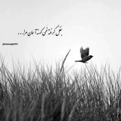 دانلود آهنگ پیک منو پر میکنی می میزنم به سلامتیت ناصر تنها