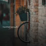 دانلود آهنگ فدی و تی ام بکس سعی کردم دانلود آهنگ فدی و تی ام بکس سعی کردم