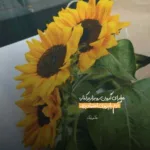 دانلود آهنگ پاییزش چه قشنگه درختاش رنگارنگه ویگن دانلود آهنگ پاییزش چه قشنگه درختاش رنگارنگه ویگن