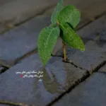 دانلود آهنگ مسیح و آرش طوفان اومده اینجا