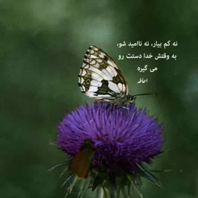 دانلود آهنگ مادر من تو عشقی نور چشمی کعبه‌ی من رضا بهرام