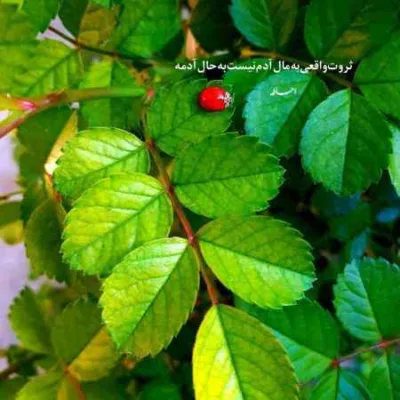 دانلود آهنگ قمار عشق بهت باختم اصغر علیزاده
