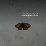 دانلود آهنگ احسان دریادل بطری دانلود آهنگ احسان دریادل بطری