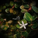 دانلود آهنگ یکی از خداشه تو تنهایی هرشب کنارت باشه مجتبی بدری دانلود آهنگ یکی از خداشه تو تنهایی هرشب کنارت باشه مجتبی بدری