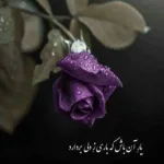 دانلود ریمیکس سلامتی یارگم فدای سری دلم شکان