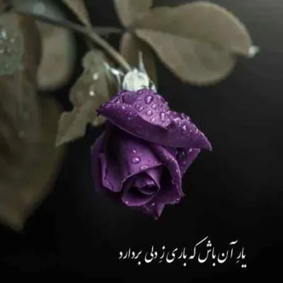 دانلود آهنگ  سلامتی یارگم فدای سری دلم شکان