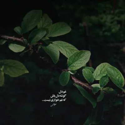 دانلود آهنگ ویناک تو نمیری