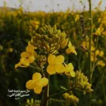 دانلود آهنگ دو تا گل سرخ آوردی دلت و به من سپردی ناهید