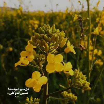 دانلود آهنگ روزل گندم برون روزل عاشقیم بی محمد درویش