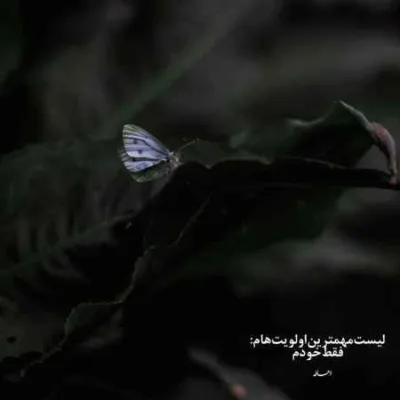 دانلود آهنگ فیل کش مسین پوری هیپهاپولوژیست جیدال پیشرو