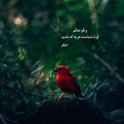 دانلود آهنگ رخصت از لبت بوسه بچینم گل نازم سعید کریمی