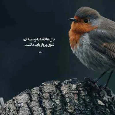 دانلود آهنگ  غمو دوست دارم محمدرضا شجریان سالک و تس