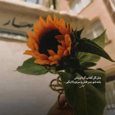 دانلود آهنگ  دلار هیپهاپولوژیست گاد پوری امیر تتلو پیشرو حصین